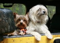Dogs Training Essentials Affiliate List Building Pack Review & Bonus
