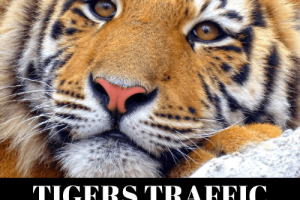 TIGERS TRAFFIC REVIEW – GET UNLIMITED FREE TRAFFIC RIGHT NOW! TIGERS TRAFFIC REVIEW – GET UNLIMITED FREE TRAFFIC RIGHT NOW!