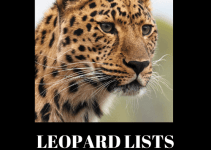 Leopard Lists Review- Read my honest review with special bonuses