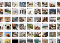 365 Viral Dog Videos Review: 365 days of adorable dog content: The shortcut to online success